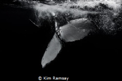 FLUKE
Every whale has unique markings on its fluke.
Sho... by Kim Ramsay 